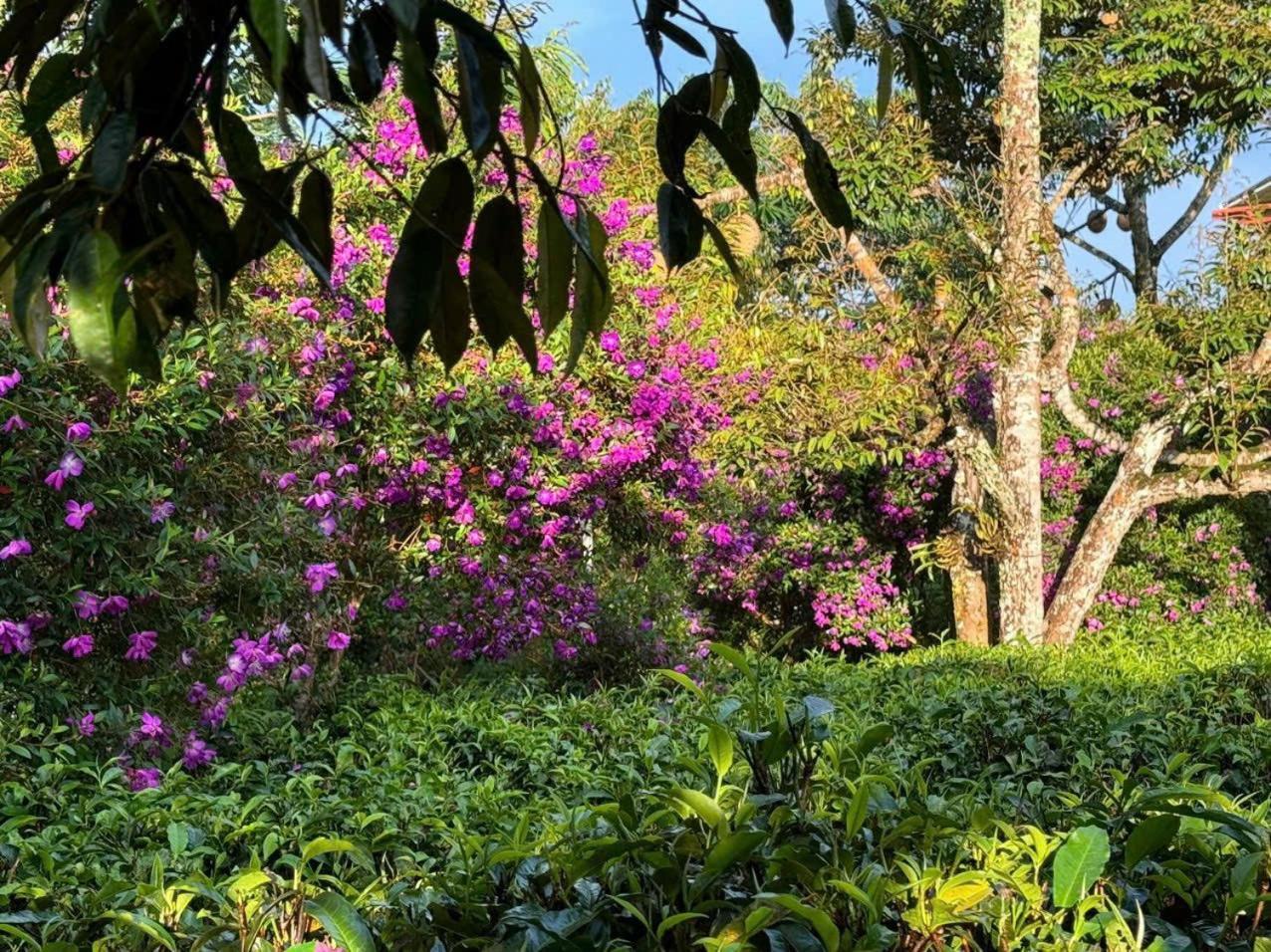 Tea Garden House Βίλα Bao Loc Εξωτερικό φωτογραφία