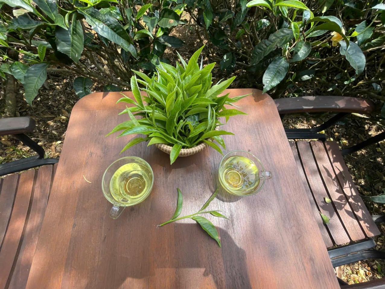 Tea Garden House Βίλα Bao Loc Εξωτερικό φωτογραφία
